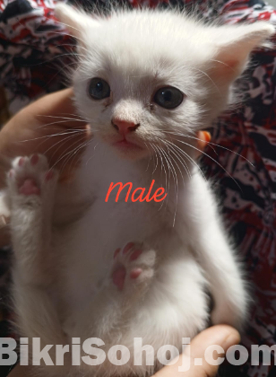 Hi quality parsian mixed kitten